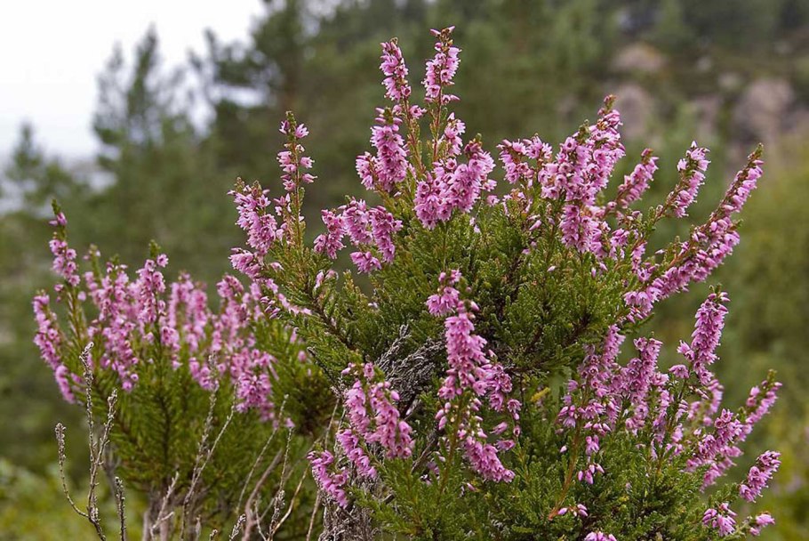 Вереск обыкновенный (Calluna vulgaris)