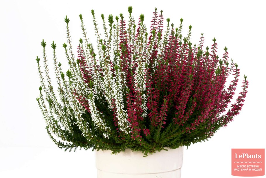 Вереск Эрика