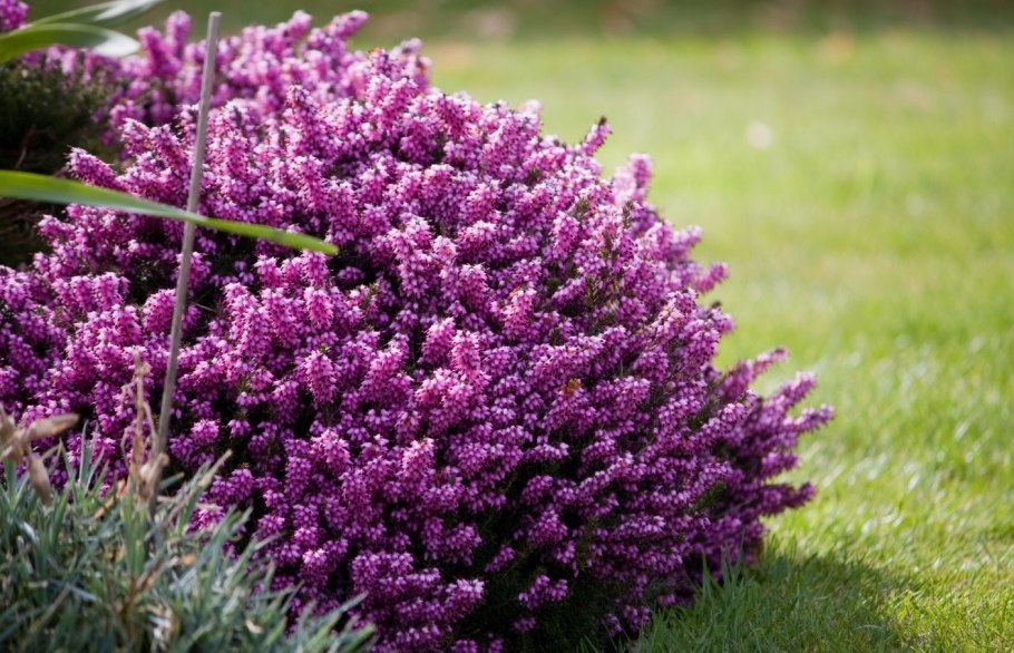 Каллуна Эрика