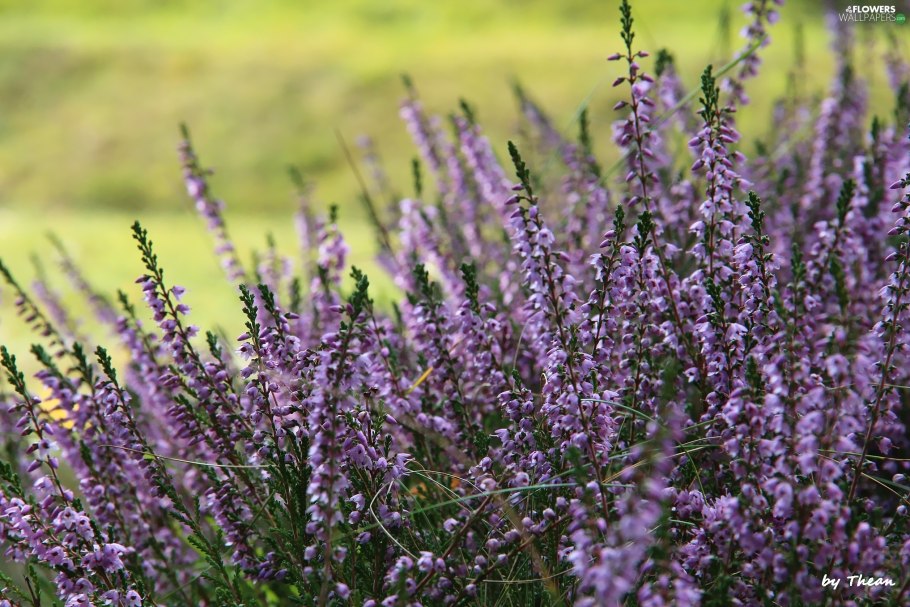 Вереск хвойный кустарник