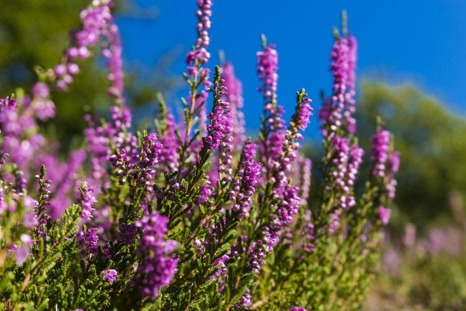 Растение Вереск обыкновенный