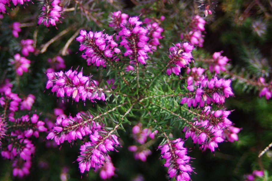 Вереск обыкновенный (Calluna vulgaris)