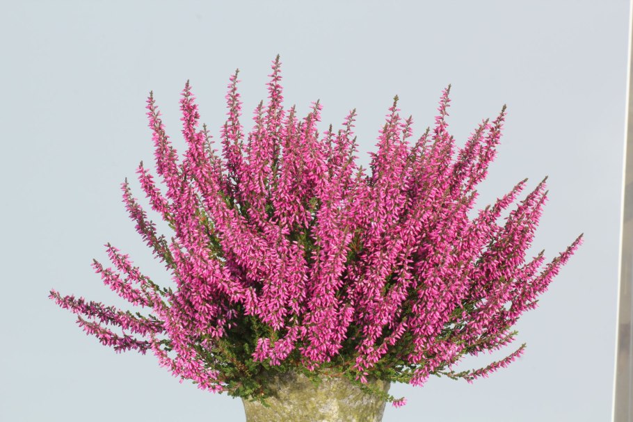 Вереск обыкновенный (Calluna vulgaris)