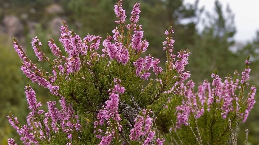 Вереск обыкновенный Аллегро