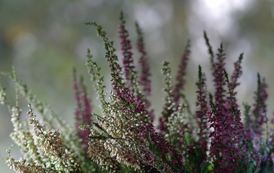 Calluna vulgaris Mullion