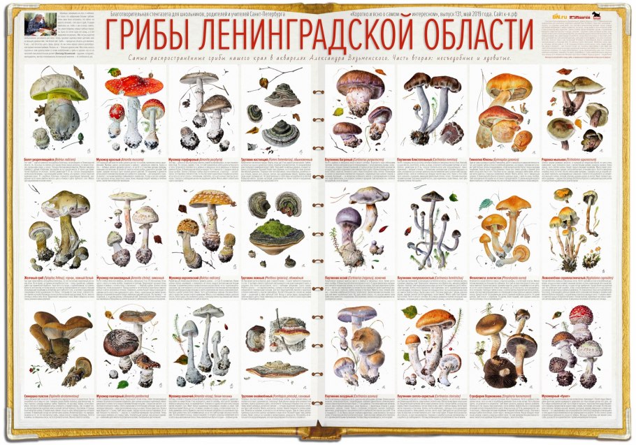 Съедобные и условно съедобные грибы