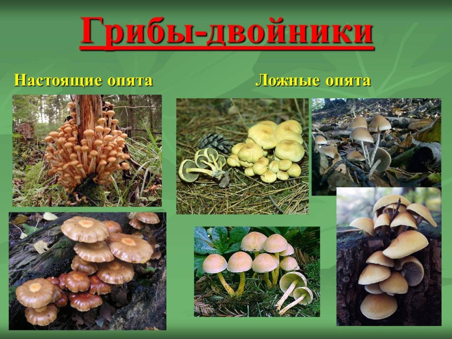 Грибы названия