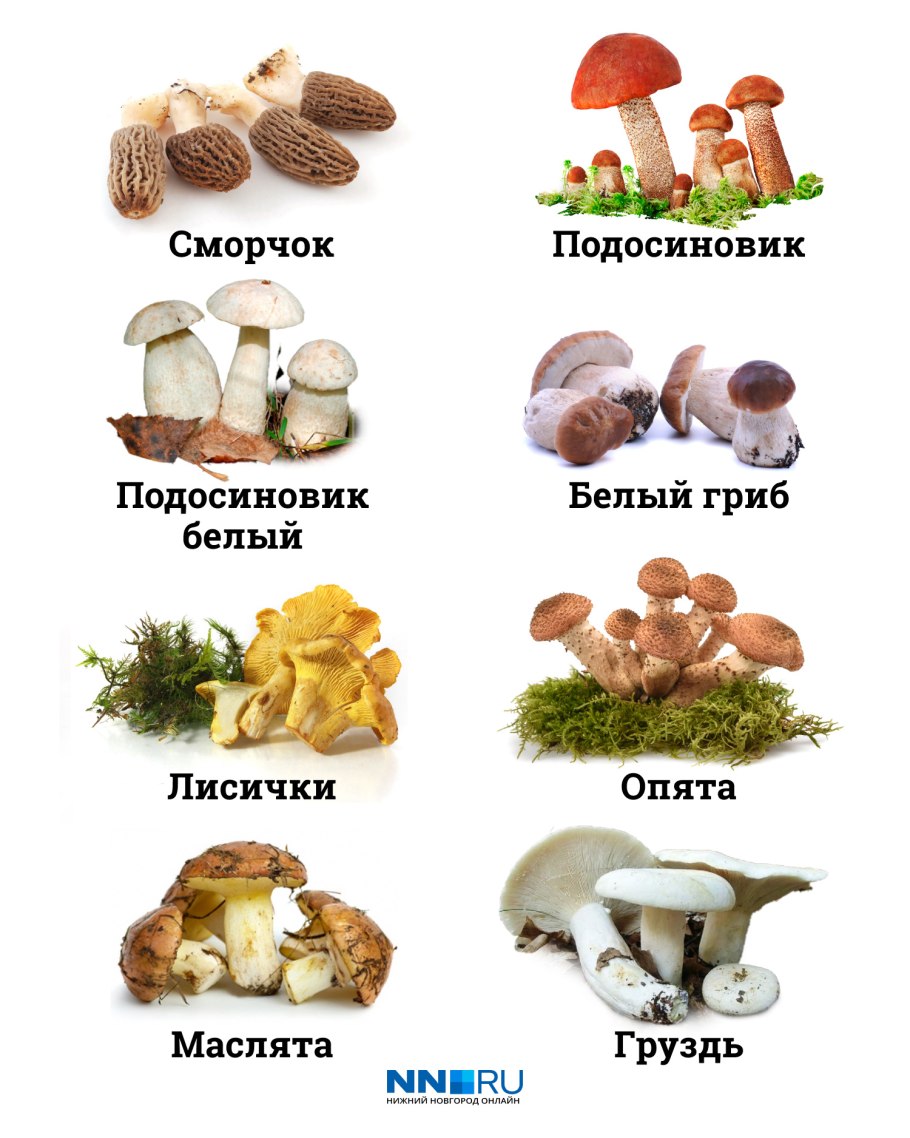 Имена съедобных грибов