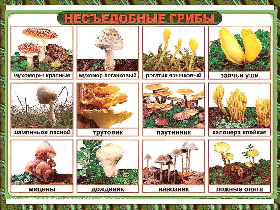 Съедобные грибы Новосибирской области таблица