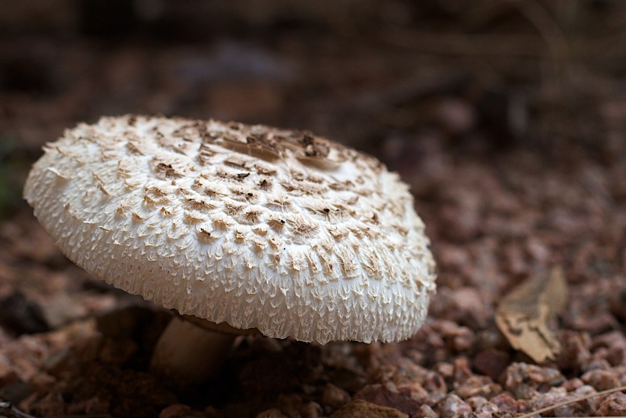 Tricholomopsis rutilans