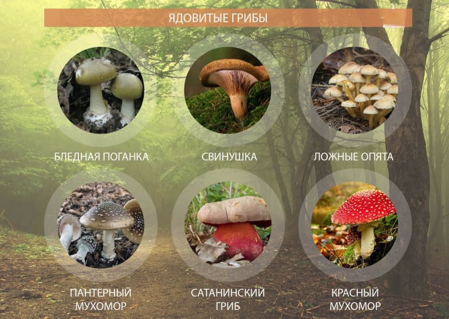 Съедобные грибы и несъедобные грибы