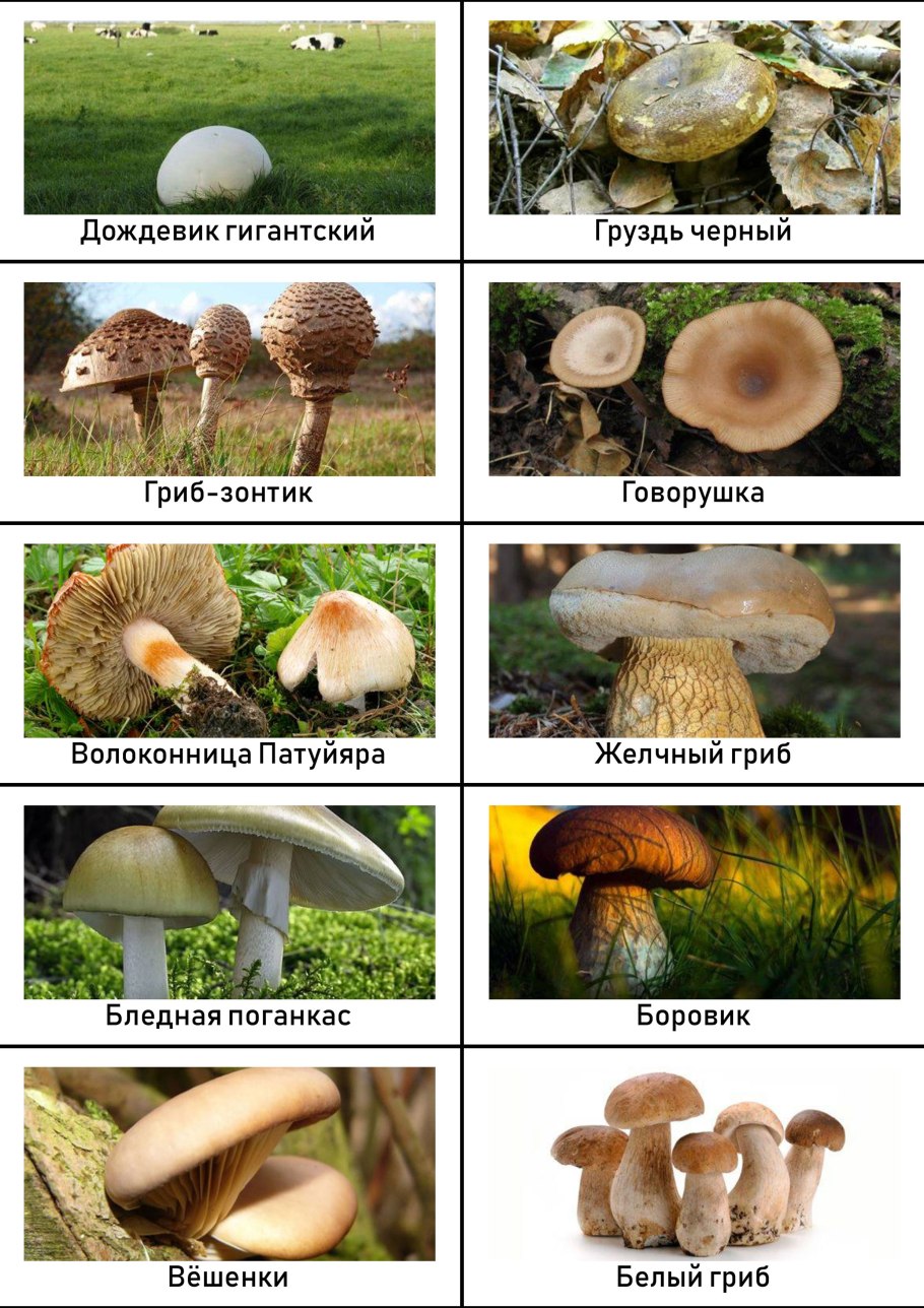 Фото съедобных грибов с названиями