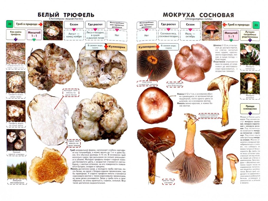 Съедобные грибы плакат
