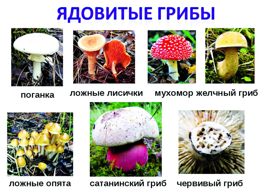 Груздь настоящий съедобные грибы