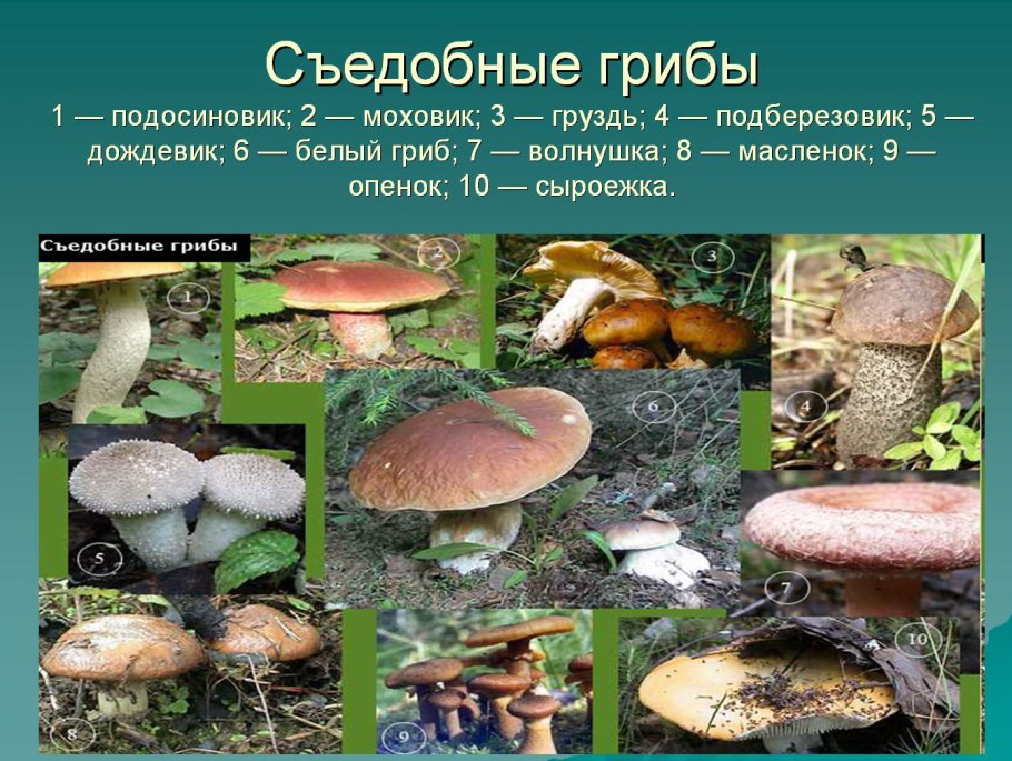 Грибы виды
