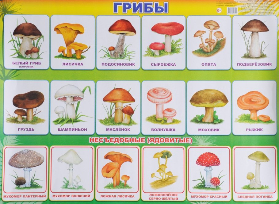 Грибы съедобные несъедобные и ядовитые
