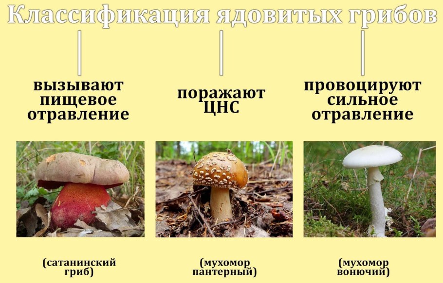 Виды грибов