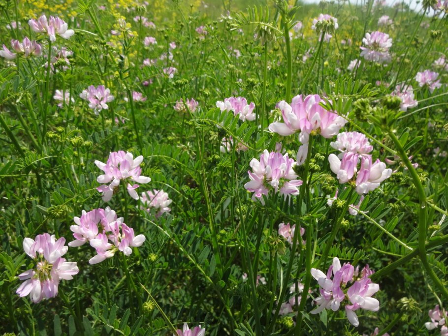 Вязель пестрый