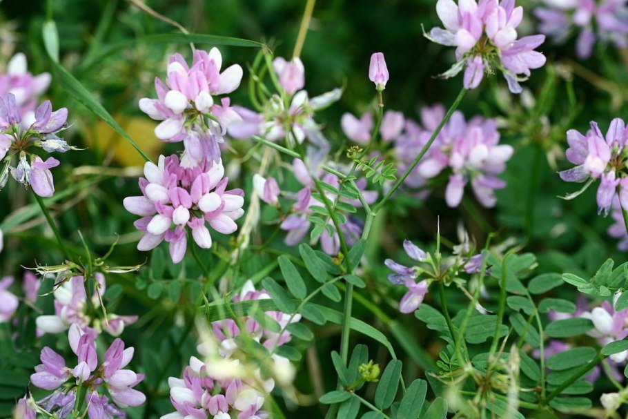 Вязель венец монарха