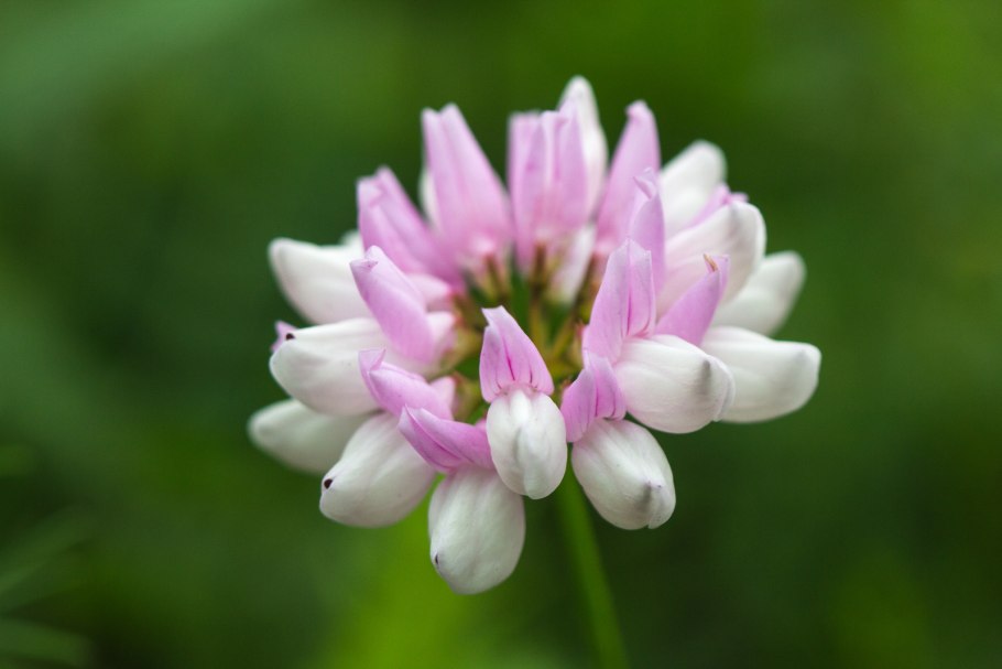 Вязель валенсийский glauca