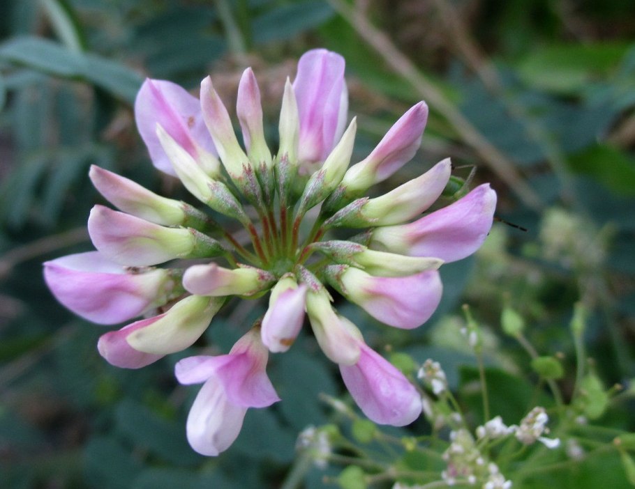 Вязель разноцветный (Coronilla Varia l.)