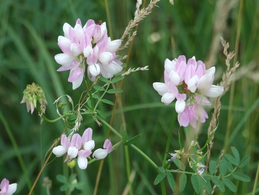 Секироплодник пестрый Вязель