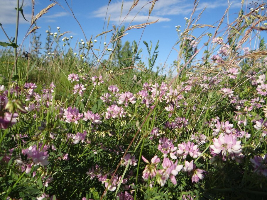 Вязель маленький