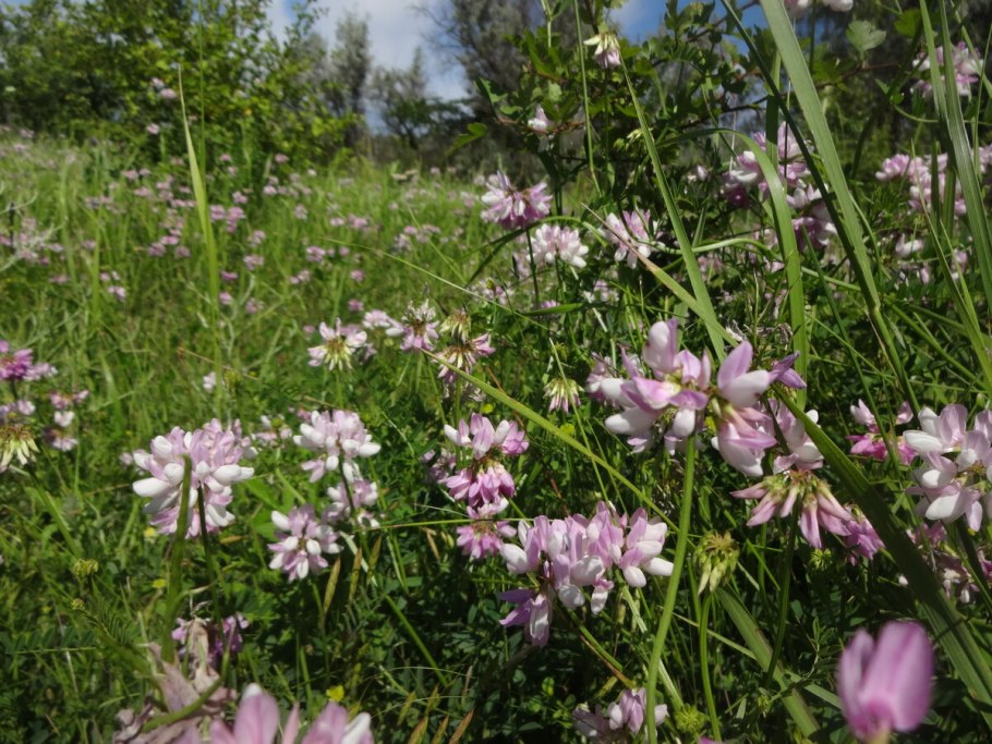 Вязель (Заячий Клевер)