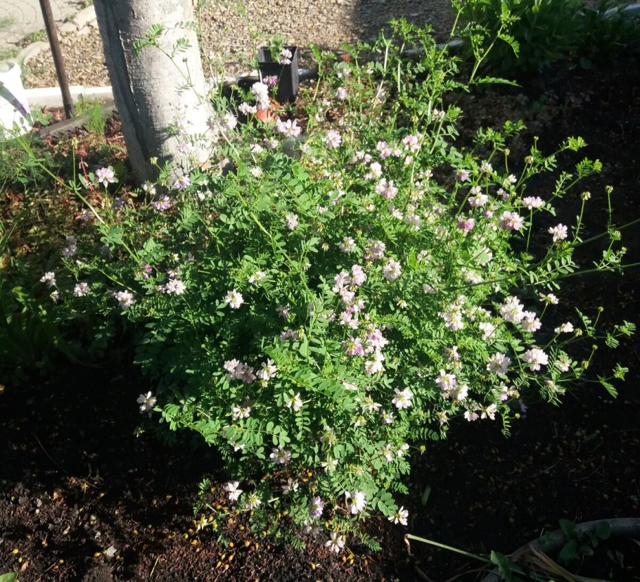 Вязель пестрый Coronilla Varia