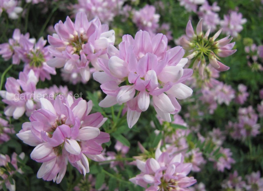 Вязель разноцветный