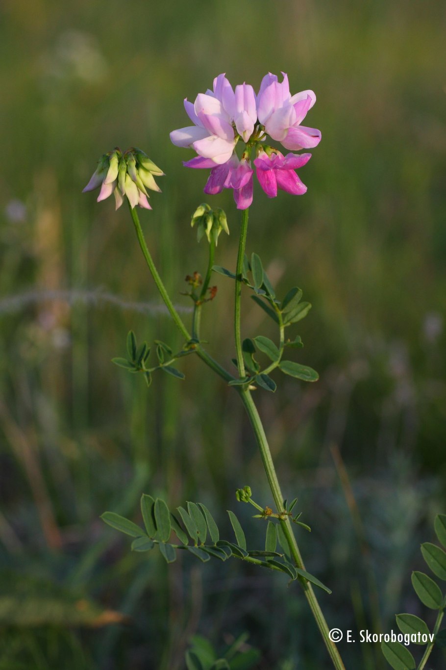 Вязель разноцветный розовый бриз
