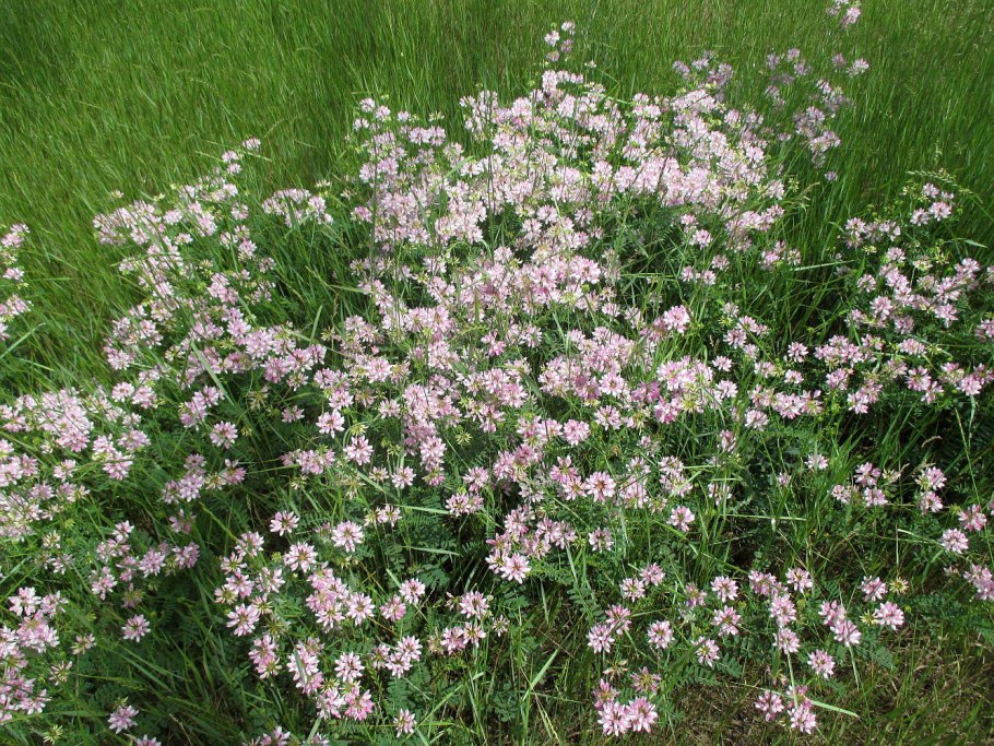 Вязель венец монарха