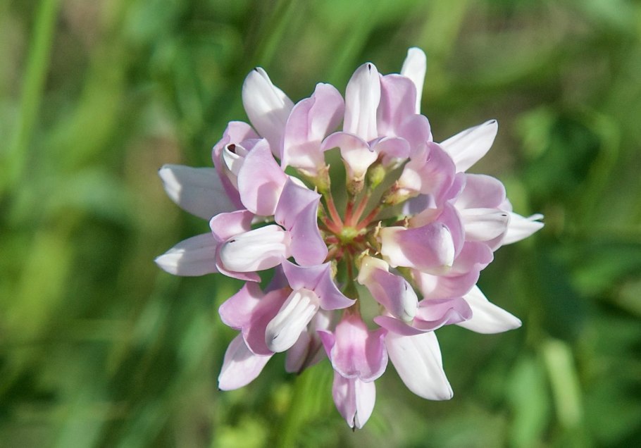 Вязель пестрый