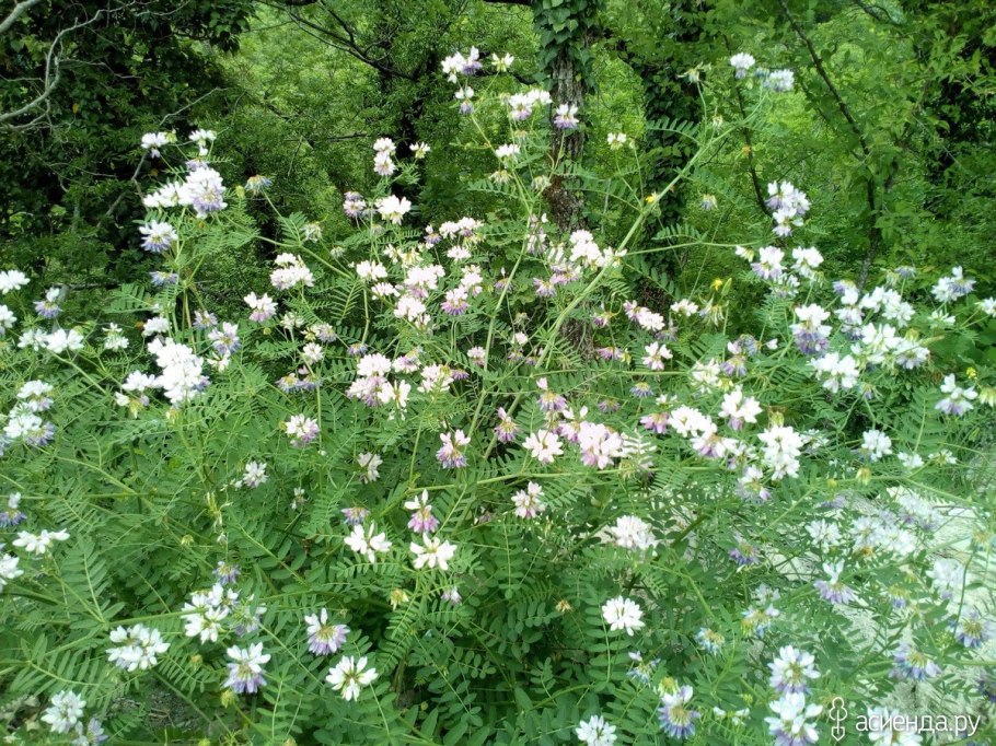 Вязель разноцветный розовый Бриз