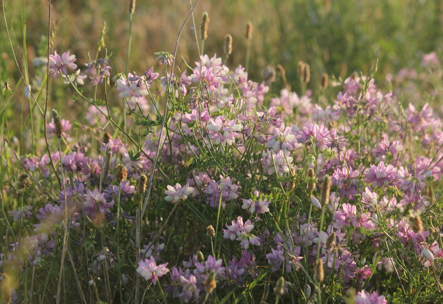 Вязель пестрый