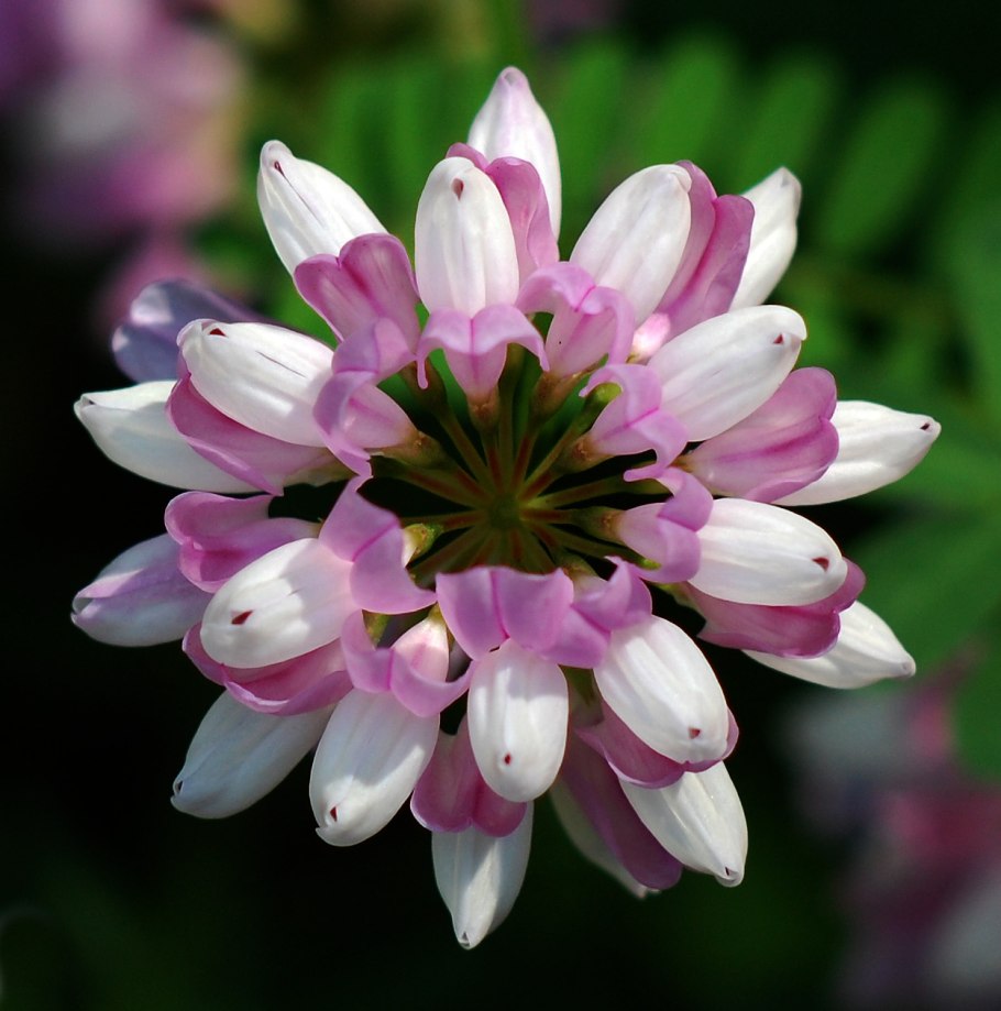 Coronilla varia цветок