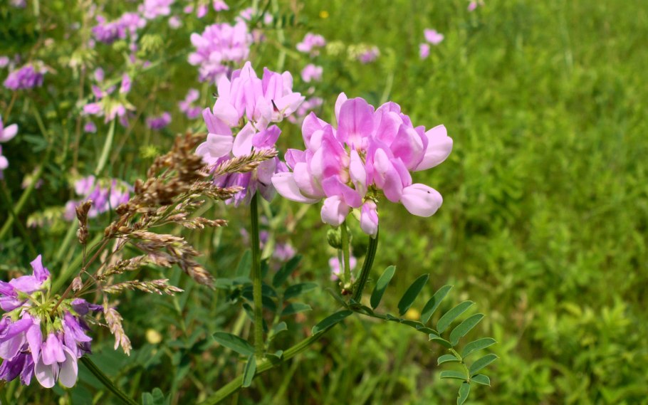 Вязель пестрый Coronilla Varia