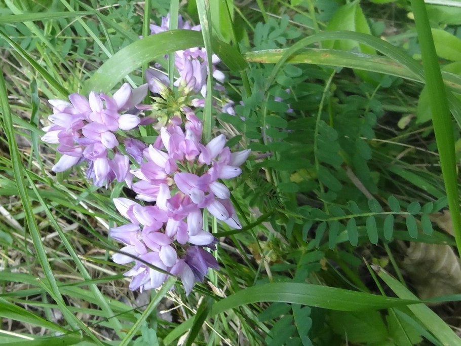 Секироплодник пестрый Вязель