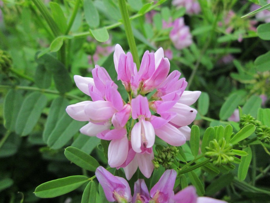 Вязель ( медонос) Янтарная пудра