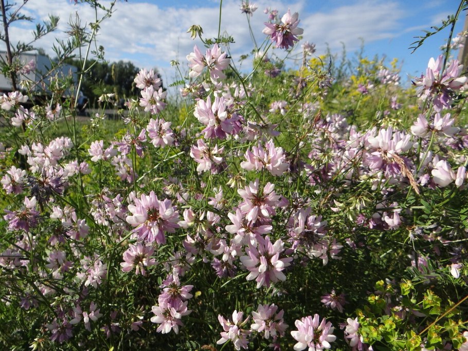 Цветок Вязель розовый Бриз