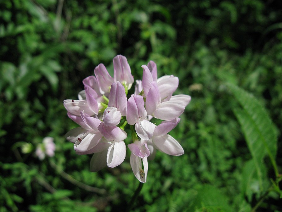 Вязель кустарниковый