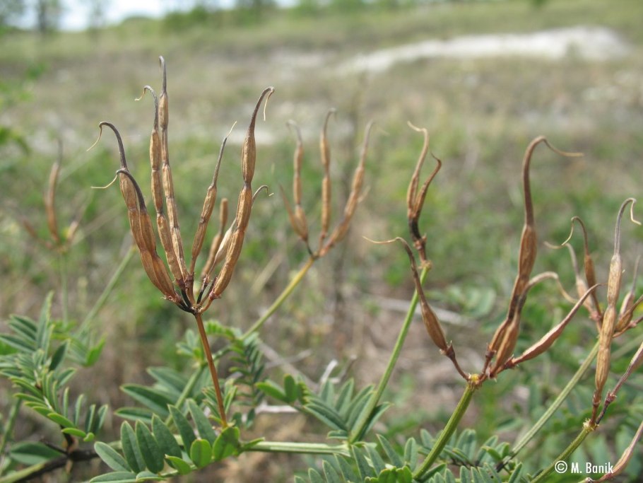 Астрагал boeticus