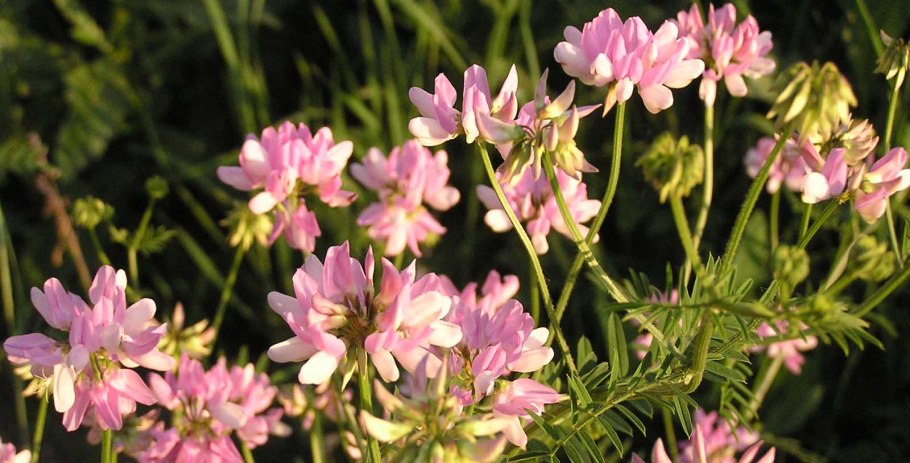 Вязель пестрый Coronilla Varia