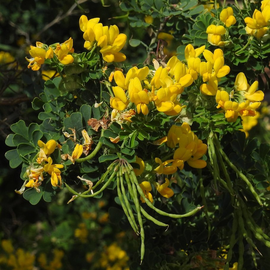 Вязель кустарниковый