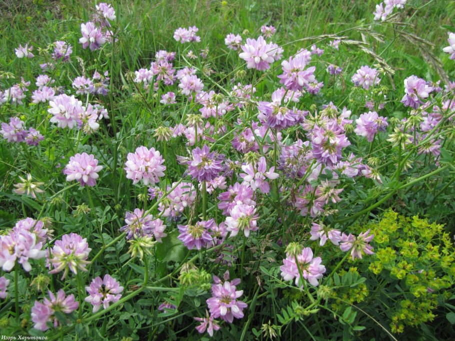 Семена. Вязель разноцветный "Янтарная пудра"