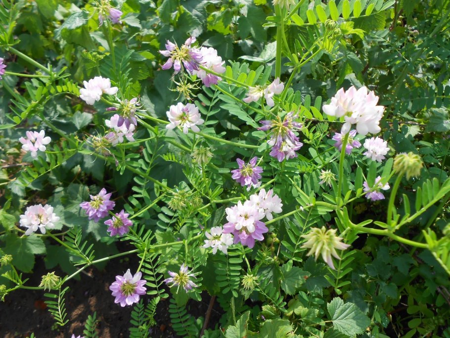 Вязель почвопокровный