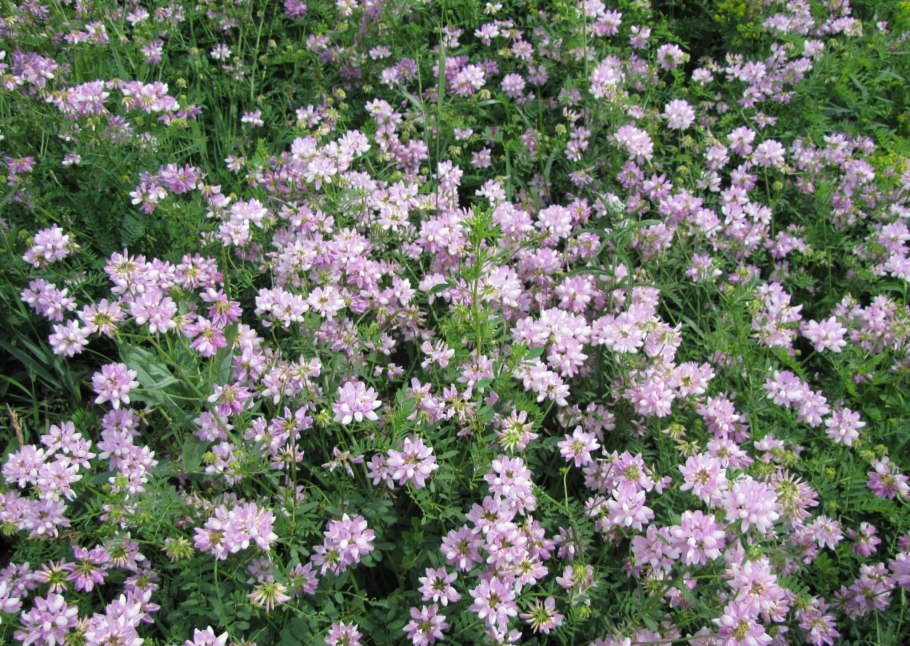 Вязель разноцветный (Coronilla Varia l.)