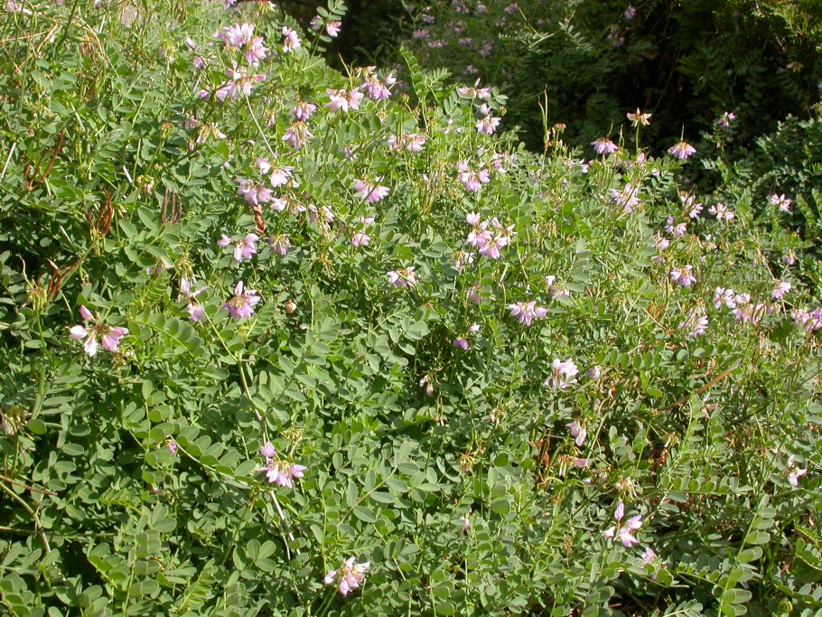 Вязель пестрый Coronilla Varia