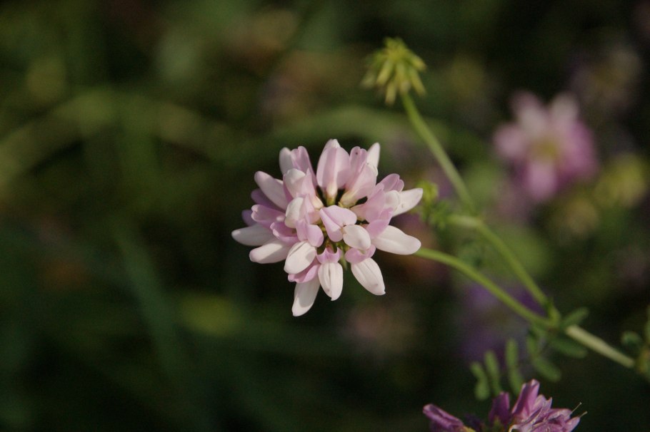 Вязель валенсийский