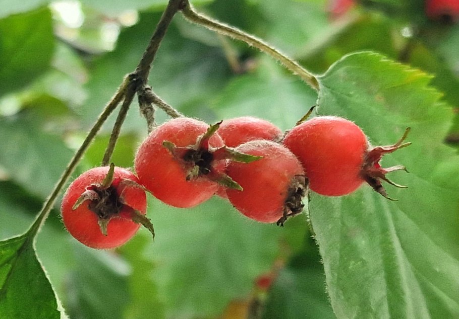 Crataegus monogyna